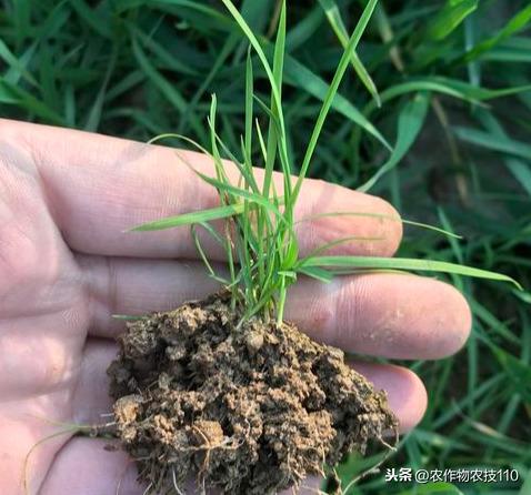 小麦拔节之前，如何安全、高效的一次性进行除草、病虫防治？8