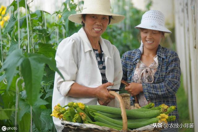 蔓枯病造成瓜果蔬菜死棵、烂果、又减产，这些防治方法要牢记！3