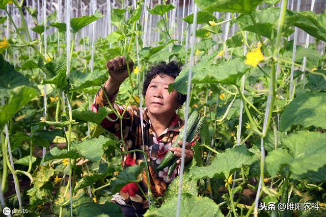 这个药可快速铲除霜霉病、晚疫病、疫病等，价格很快将变成白菜价1