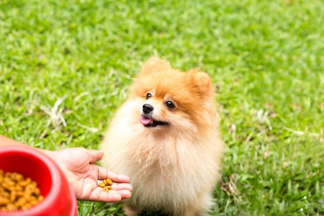 茶杯犬长不大吗