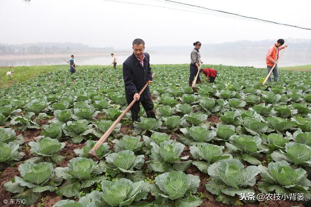 防治禾本科和阔叶类杂草，这些除草剂常见常用、低毒安全又高效！9