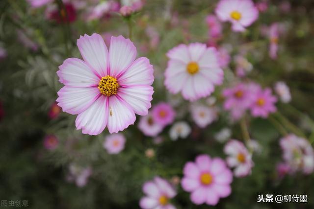 格桑花