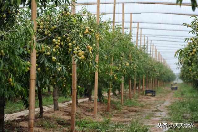 冬枣裂果，不止缺钙那么简单！土水肥管理、修剪、药剂防治不能少2