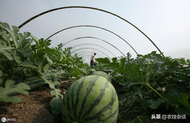 西瓜白粉病严重影响西瓜的产量与品质，掌握科学防治技术避免损失2