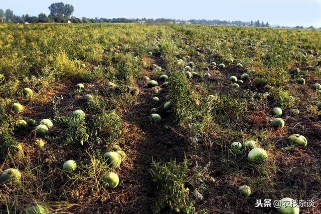 朱砂叶螨虫害爆发后严重影响西瓜生长，掌握综合防治技术及时防治10