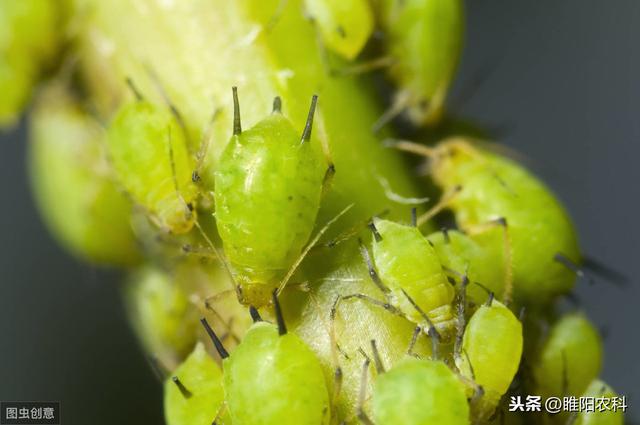 这个药正打反死，专杀蚜虫、蓟马、飞虱、粉虱等害虫，几分钟见效