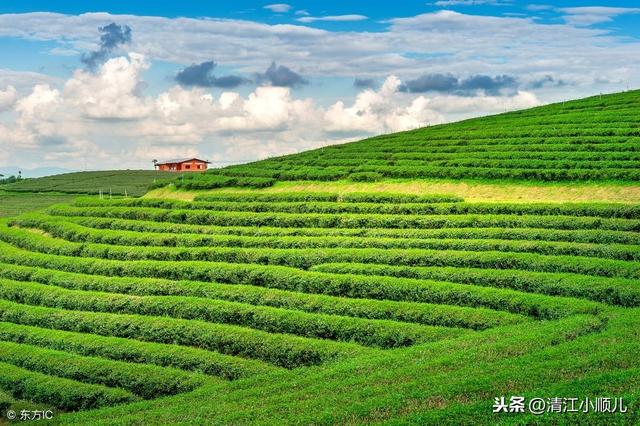 茶树病虫害如何防治？标本兼治，提升茶叶产量和品质