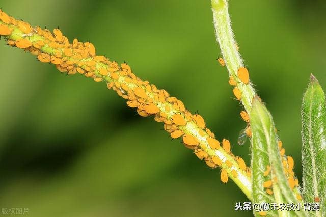 春季变暖，蚜虫即将爆发，掌握技巧早防早治，重防田间蚜虫危害8