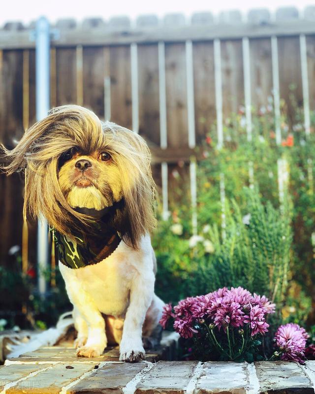 西施犬造型