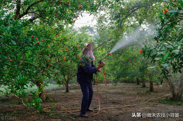 磷酸二氢钾对作物是个宝，学会这几个使用妙招，使用效果会更好4