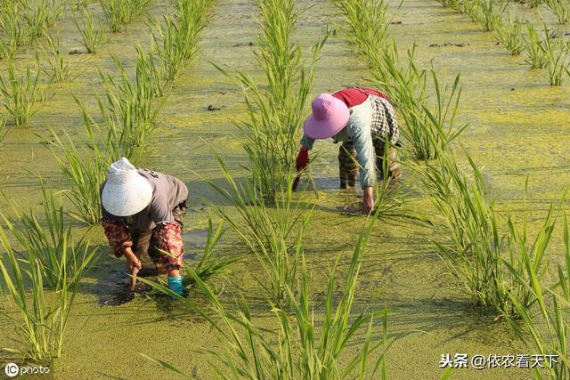 种植茭白想高产，3条易犯错误要避免，5点增产技巧需记牢3