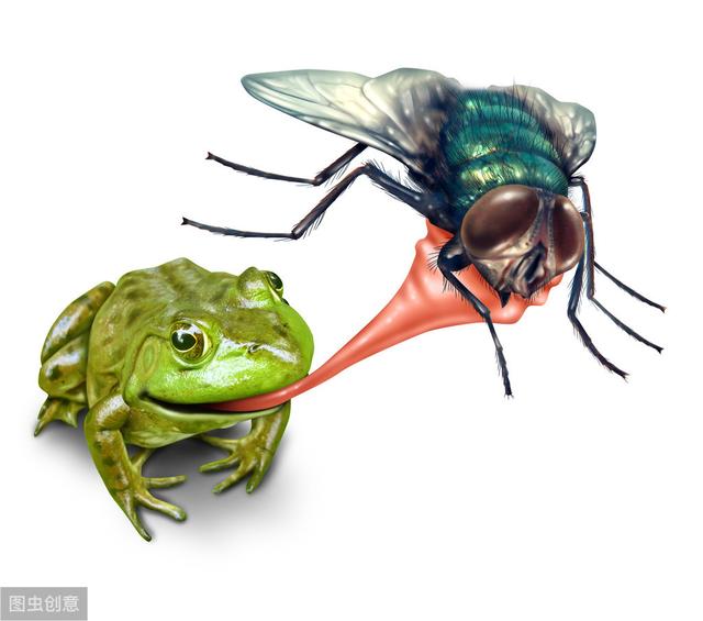蝇蛆高效养殖技术 养青蛙用营养价值高的蝇蛆，培育成本低周期段产量大，这些很容易
