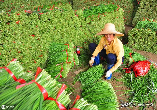 在种植韭菜时应该如何对韭菜养根，如何做才能使韭菜变粗6