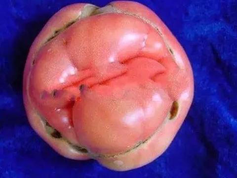 西红柿生理病害高清图谱！