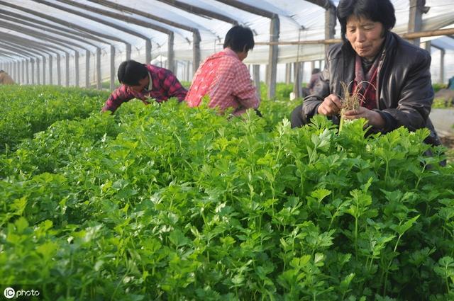 秋季低温多湿，芹菜二尾蚜来袭能不能防住这个害虫，就看这次了12