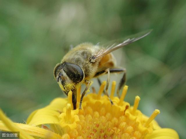 蜜蜂采花蜜 蜜蜂采花蜜（蜜蜂采花蜜视频） 生活
