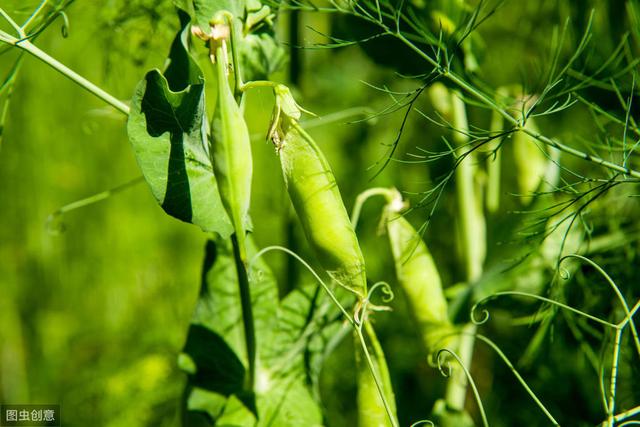 豌豆高产种植技术，防治病虫害方式，做好这些农民大丰收4