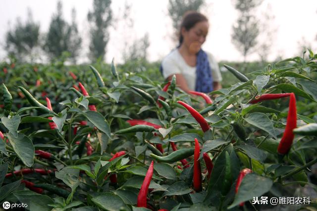 这个肥料太重要，喷药时一次加入几十克，就能增产1000多6