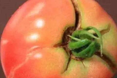 西红柿生理病害高清图谱！3