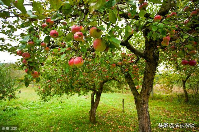 苹果根朽病不容小觑，严重时造成植株死亡，及时防控，避免损失