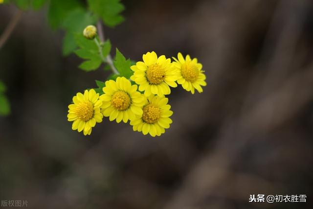 秋雨禅诗美句，一番秋雨一番凉，道路无尘野菊香