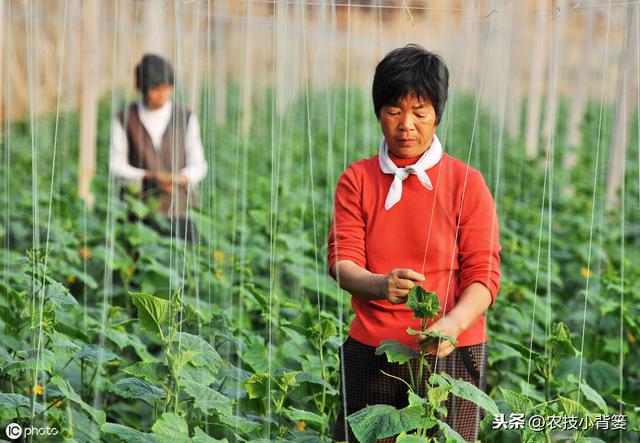 黄瓜枯萎病年年防治不住，学会这些防治窍门轻松解决！2