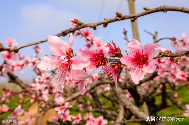 防治桃树穿孔病，病原有细菌也有真菌，果农要进行综合防治