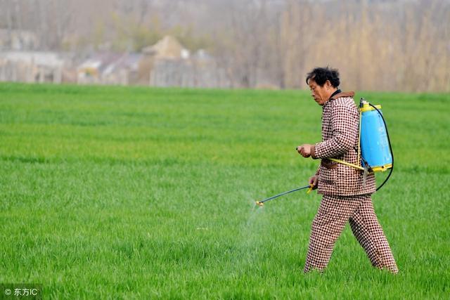 小麦打除草剂时能加入芸苔素吗？两者之间会不会起冲突？3