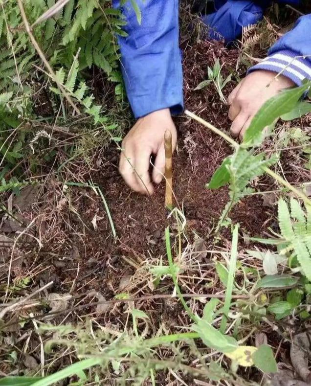 天麻的种植方法