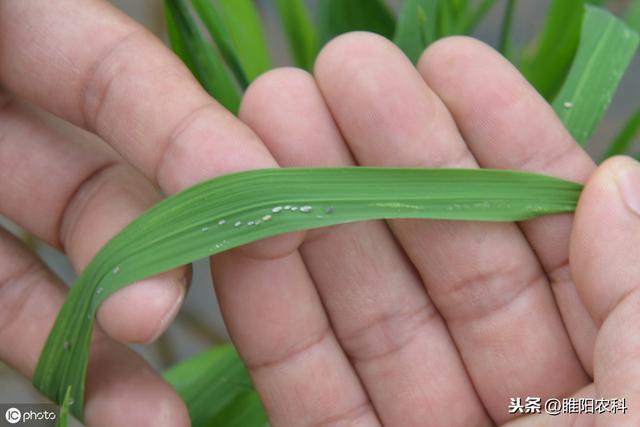 又一个新药上市，能治100多种抗性害虫，30分钟死虫持效期达20天1