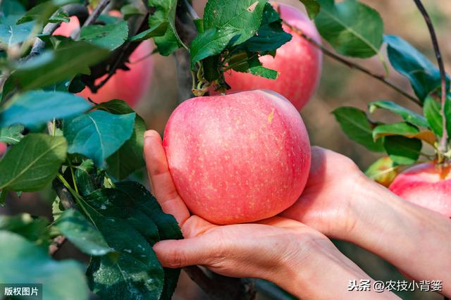 导致苹果产生果锈的原因有哪些？采取哪些方法可以防治果锈难题？