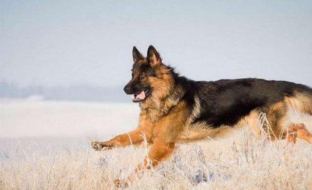 萊州紅犬黑熊犬指的是冀中黑熊犬,冀中黑熊犬是我國華北地域私有的犬