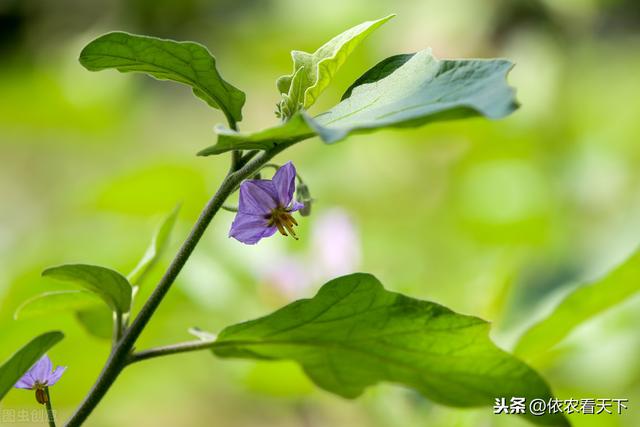 茄子只开花不结果，不仅仅是因为缺硼，了解全部诱因高效解决问题8