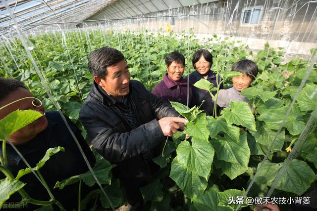 黄瓜发生“花打顶”问题不用愁，诱发原因和解决方法这都有12