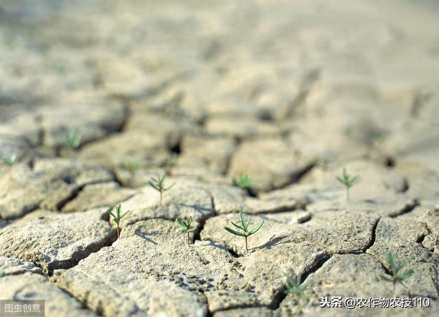 灭生除草怎么做？水稻田才能无残留、苗齐、苗壮无药害？7