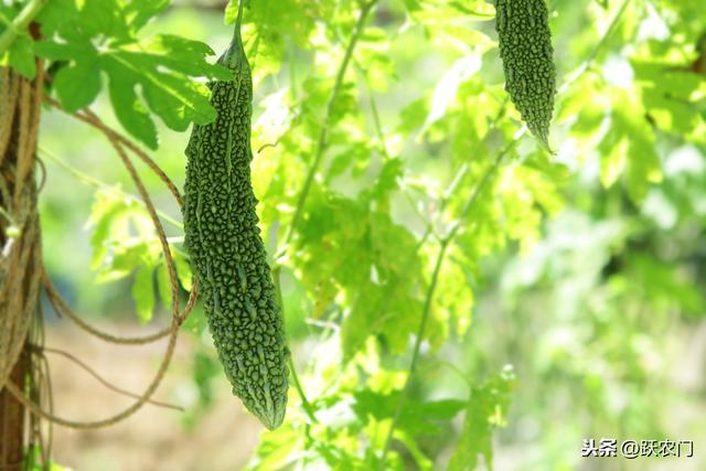 好吃营养的苦瓜的种植时叶子发黄的原因以及防止方法，是这些2