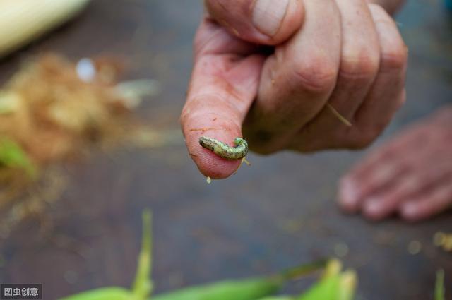 如何防治蔬菜夜蛾类害虫？茚虫威——高效持久、低毒低残留2