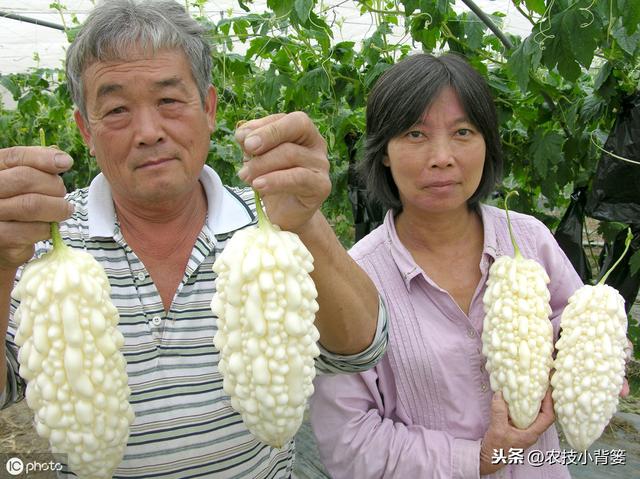 蔓枯病造成瓜果蔬菜死棵、烂果、又减产，这些防治方法要牢记！8