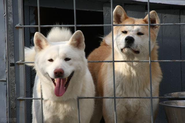 秋田犬价格