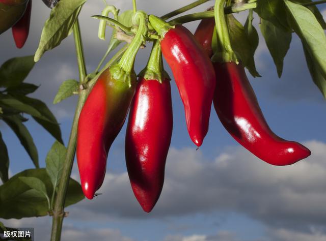 辣椒种植，死苗危害大，如何预防？