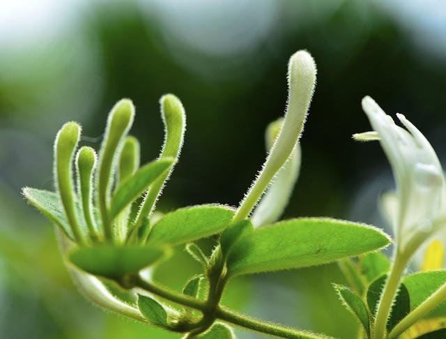 这种花不是金银，胜似金银，可泡茶可赏花可入药，种植技巧请收好2