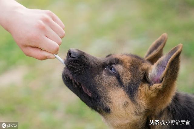 警卫犬