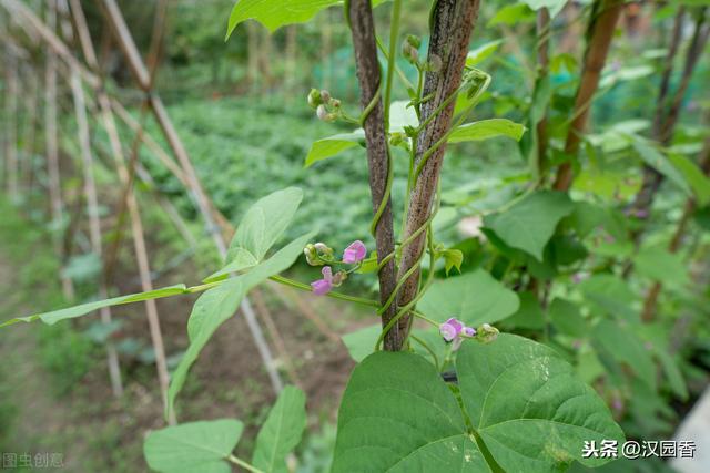 菜豆主要病虫害防治技术，种植前期很重要，这些不可忽略掉14