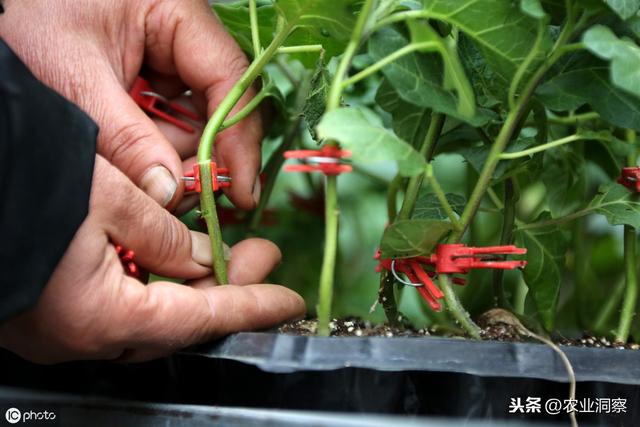 茄子设施种植中常见的4类虫害为害症状、特点及防治措施分析