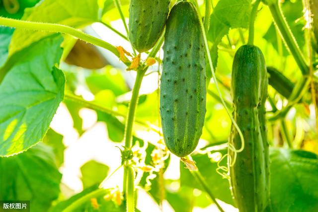 这种药，防治蚜虫、粉虱、蓟马、飞虱、叶蝉有真功，注意使用剂量4