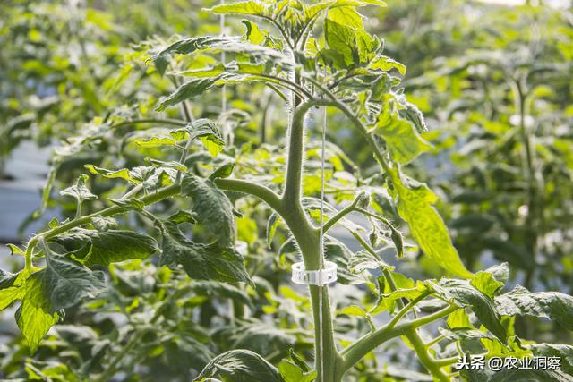 温室大棚种植番茄科学分辨不同病害及常见三种病害原因及防治措施2