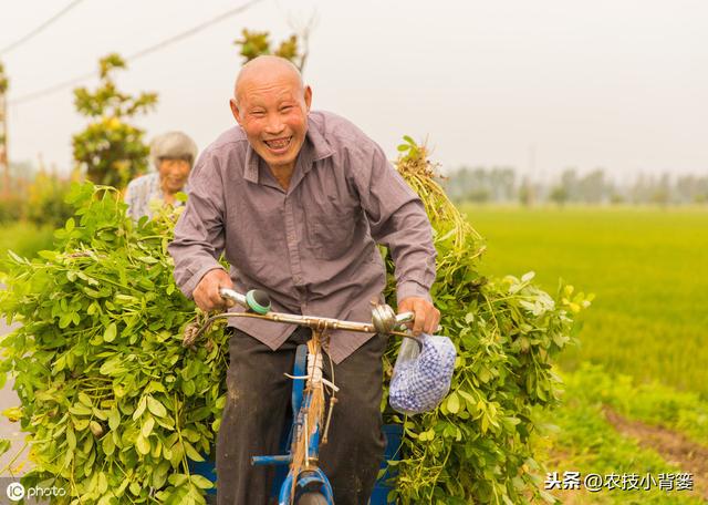 花生黄叶是哪些原因造成的？农民朋友通过哪些方法可以防治？2