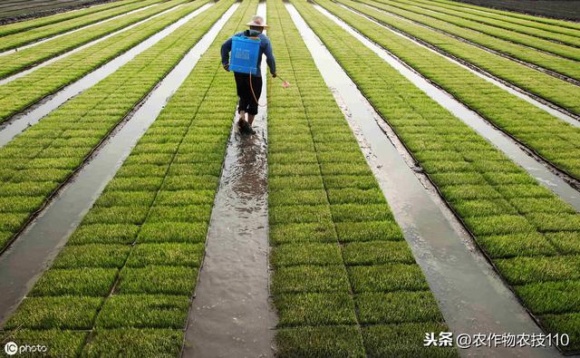 水稻除草加一种东西，除草安全、高效，能省几十元！7