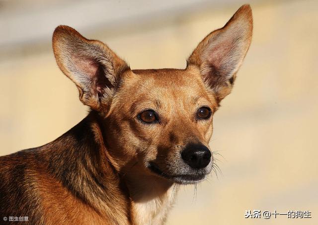 犬瘟热治愈率