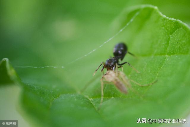 这药内吸性强，防治木虱、蚜虫，用量低、持效期长达一个月左右1